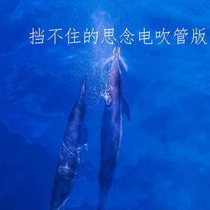 挡不住的思念电吹管版