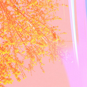 Kazuma Okabayashi — Canvas (2026)