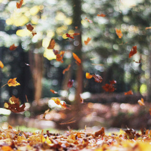 Yang Sul - When fall comes