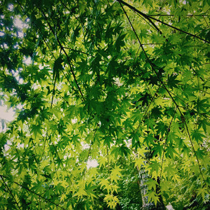Kozo - Early Summer Rain