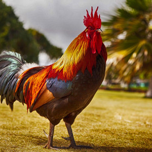 Amanda Rosa - Super Cock (feat. Isaac Assis)