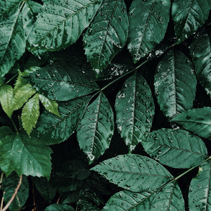 Black Forest Rain