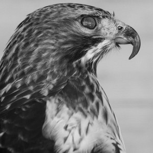 Preston Young - Love