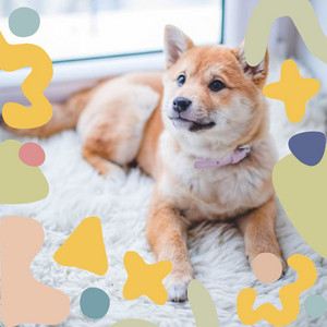 Music for Dog Training Sessions - Peaceful Chill Out album