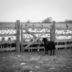 Black Sheep by Independentmusicart