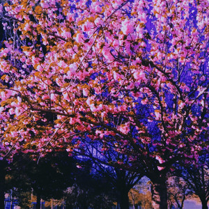 Without You