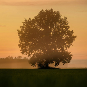 Produce HP - Lavender Interlude