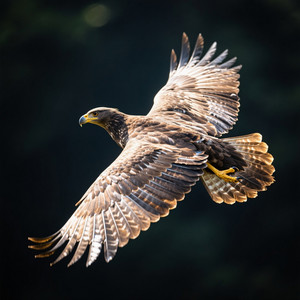 ENDUT ATIT - Win Or Lose, I’m Here