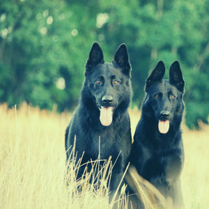 Trumpet and Alto Saxophone - Music for Doggies album
