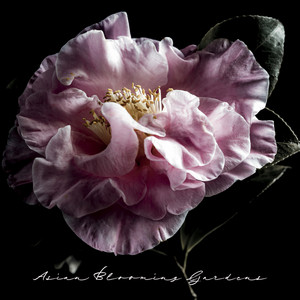 Asian Blooming Gardens: Spring Time, Living Nature, Oriental Meditation album