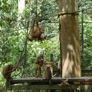 In The Amazon