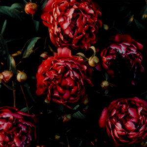 pivoines by chlorophylle