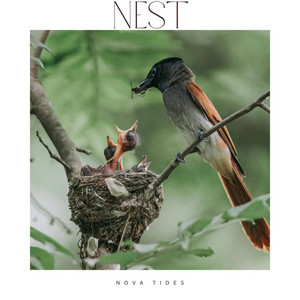 Nest by Nova Tides