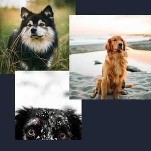 Music for Dogs and Babies album