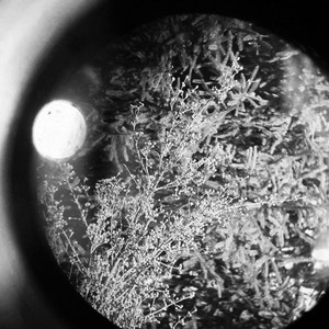 Oriole Nest
