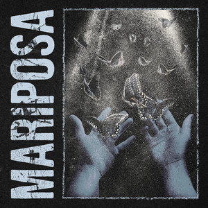 Stray View — Mariposa (2026)