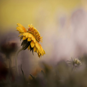 Whoat's My Fault by Kul Dashi