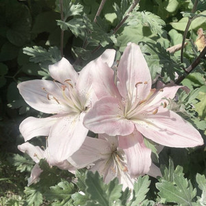 caughtyouboy - Smile Song TLT