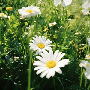 SpringThing by Veda