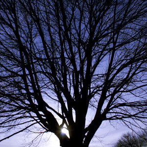 John Dalton - Return to Roots: Tree of Life