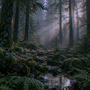 Forest Morning by Ørlund