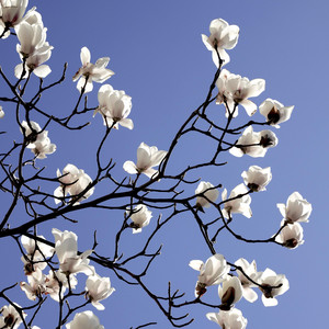 April Blossoms by Eduard Prost