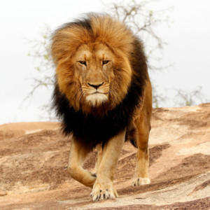 Camila Barros - Fundo Inspirational