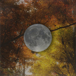 As Trees Change by Forest of the Mind