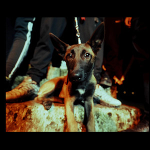 LE RICHE - DITTATORE