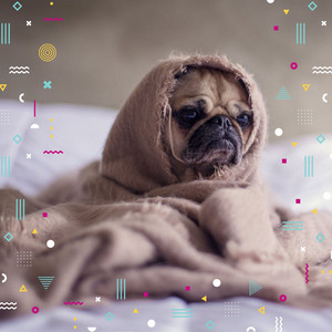 Chillout - Music for Dog Relaxation album