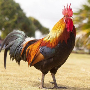 Ayam Jago Berkokok by Sofura