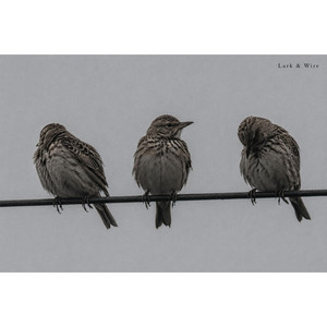 Birds on the Powerline by Lark & Wire