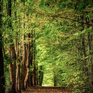 Whispering woods