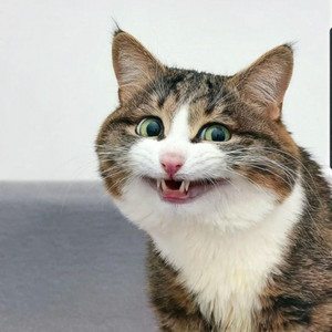 Dih - Cat