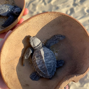 Quiet Soundwaves Studio - There's Nothing Like It