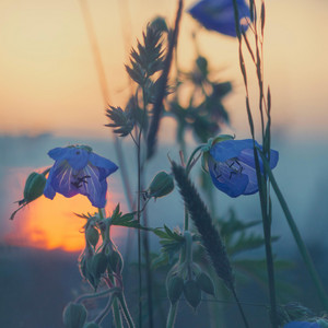 Serene Colors by Alyas