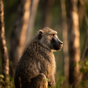 Perez Elizabeth - night passion.