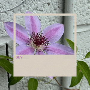 Sey by Violet Noon