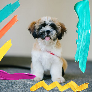 High-class Ambiance for Doggy Playtime album