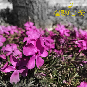 Fluttering flower - When the Seasons Pass