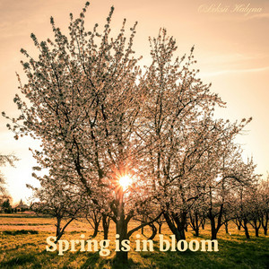 Spring is in bloom