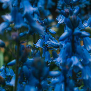 Bluebells and Farthings by Martin Lloyd Howard
