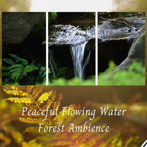 Peaceful Flowing Water Forest Ambience album