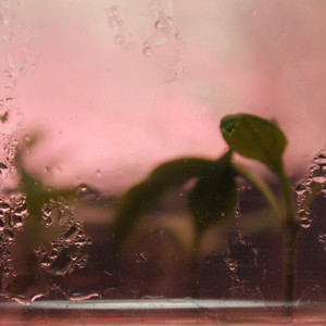 Foxxxglove - Belle Coolege