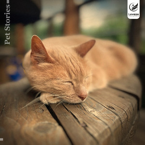 miss you, pal by Psylone, lazy marmot, kBeats