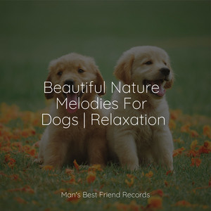Beautiful Nature Melodies For Dogs | Relaxation album