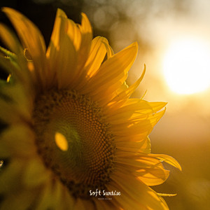 Soft Sunrise by Mark Elian, Lowtone Music