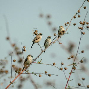 Naiara Costa Da Silva - Morning Calm