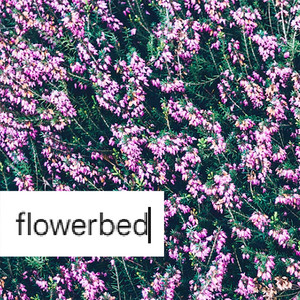 flowerbed by laura's dream, Orchid Mantis