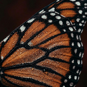MONARCH - ACOUSTIC by St. Finnikin
